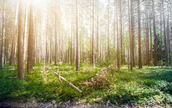 Wald Wildpflanzen Und Bäume Umweltpanorama — Stockfoto