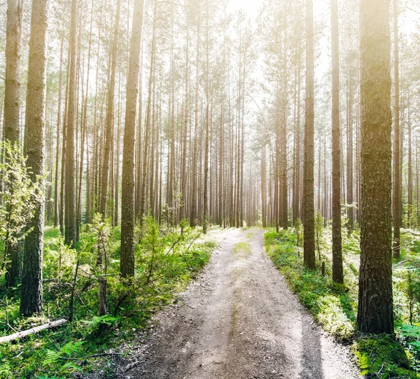 Bosque Ecología Verano Verde Paisaje Fondo Exterior —  Fotos de Stock