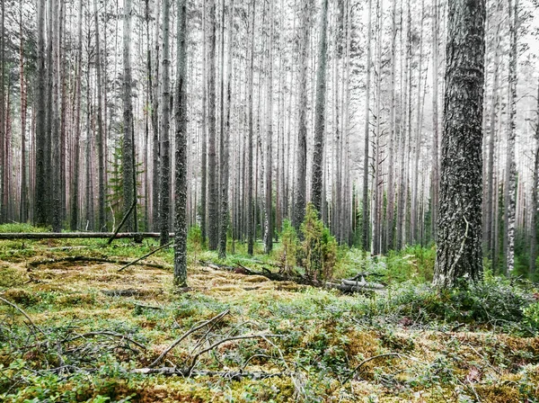 Bella Foresta Selvaggia Paesaggio Estivo Panorama Chiaro — Foto Stock