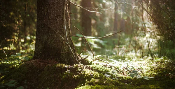 Wald Bokeh Hintergrund Sommersonnenstrahlen Morgen — Stockfoto