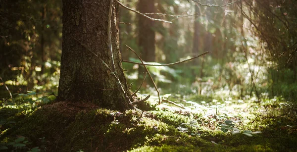 Fond Bokeh Forêt Rayons Soleil Été Matin — Photo