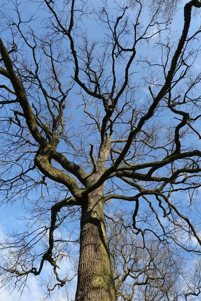 Bel Colpo Botanico Carta Parati Naturale — Foto Stock