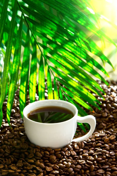 Café Para Todos Fondo Cerca — Foto de Stock