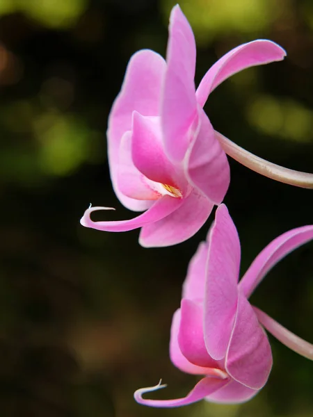 Vårorkidéer Blommar — Stockfoto