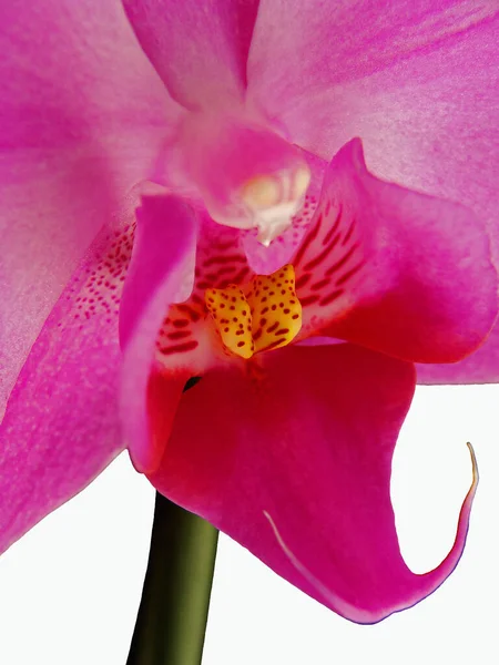 Frühling Orchidee Blumen Blühen — Stockfoto