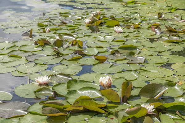 Bunga Lily Air Pink Mekar Karpet Dedaunan Danau Sebagai Latar — Stok Foto