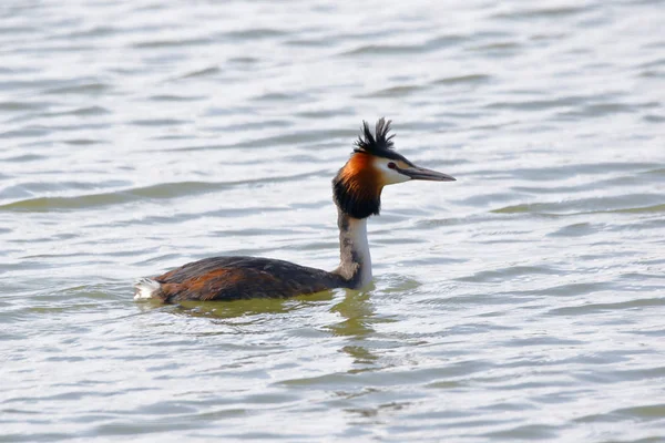 Wielki Zarośnięty Grebe Wodzie — Zdjęcie stockowe