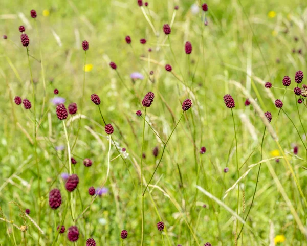 Sunny Colorful Closeup Shot Dense Wildflower Including Lots Great Burnet — Stock Photo, Image