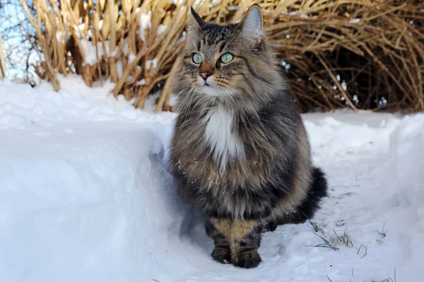 Groothoekfoto Van Een Mooie Bruin Zwarte Noordse Boskat Sneeuw — Stockfoto