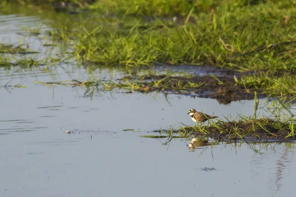 Een Kleine Geringde Plevier Beeder Bruch — Stockfoto