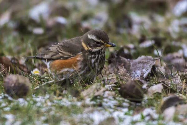 Redwing Wintry Meadow — Stock Photo, Image