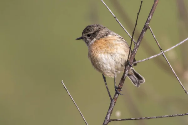 Stonechat Sur Salle Attente — Photo