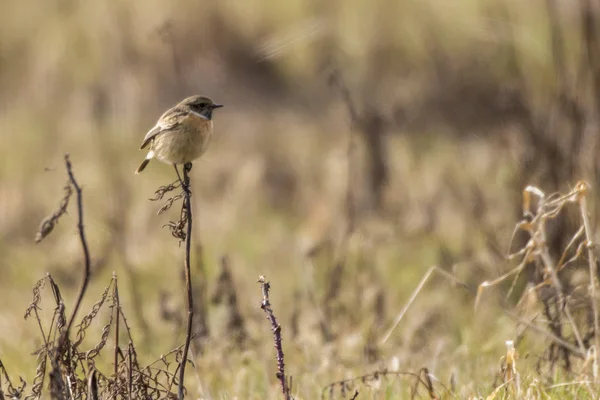 Stonechat Sur Salle Attente — Photo