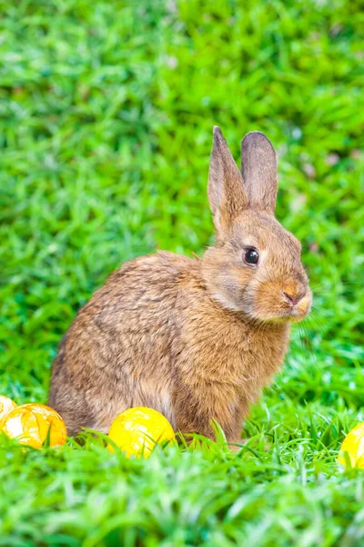 Uova Pasqua Coniglietto — Foto Stock