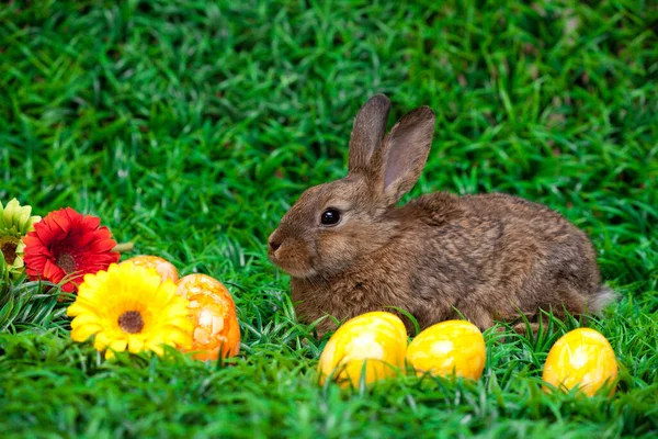 Easter Eggs Little Bunny — Stock Photo, Image