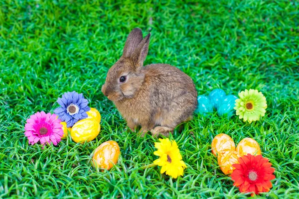 Easter Eggs Little Bunny — Stock Photo, Image