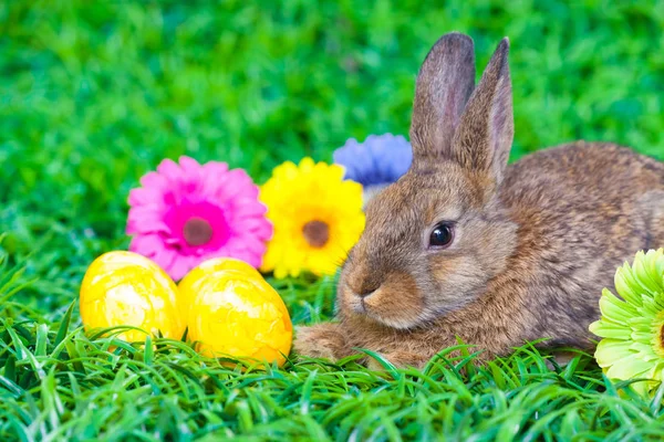 Ostereier Und Kleiner Hase — Stockfoto