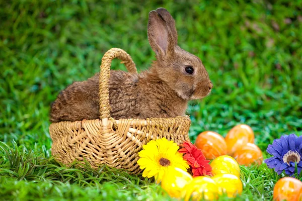 Uova Pasqua Coniglietto — Foto Stock