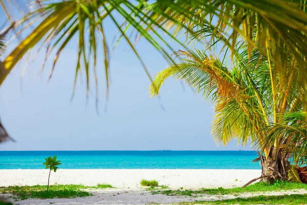 Palmbomen Tropisch Strand Malediven — Stockfoto