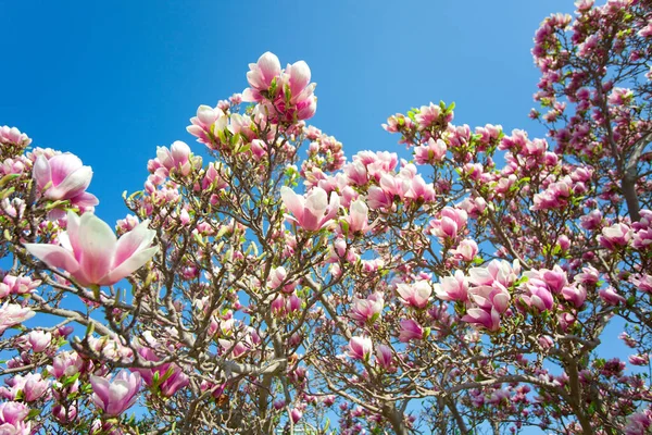 Flor Magnólia Primavera Flores — Fotografia de Stock