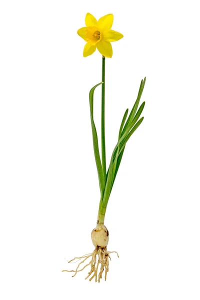 Gul Påsklilja Påsklilja Med Lök Och Blomma Isolerad Vit — Stockfoto