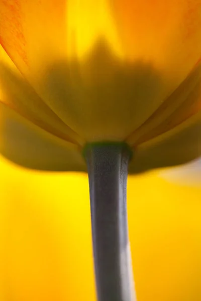 View Beautiful Spring Flowers — Stock Photo, Image