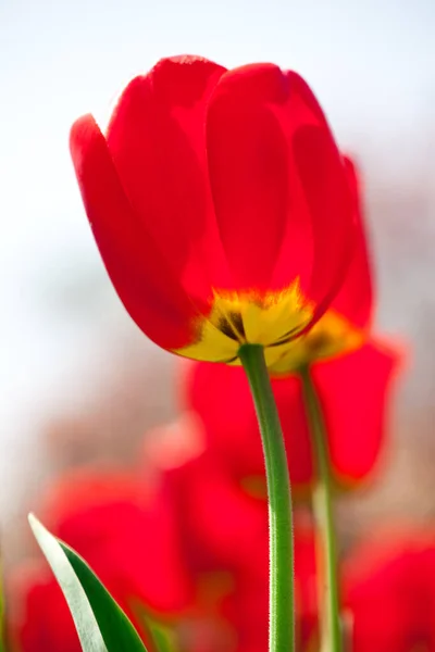 Blick Auf Schöne Frühlingsblumen — Stockfoto