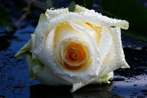 ดอกก หลาบส ขาวและส แดง อดอกไม — ภาพถ่ายสต็อก