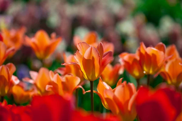 Widok Pięknych Wiosennych Kwiatów — Zdjęcie stockowe