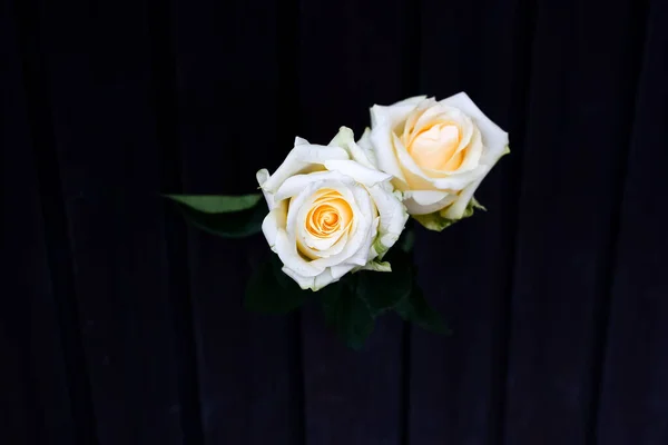 White Red Roses Bouquet — Stock Photo, Image