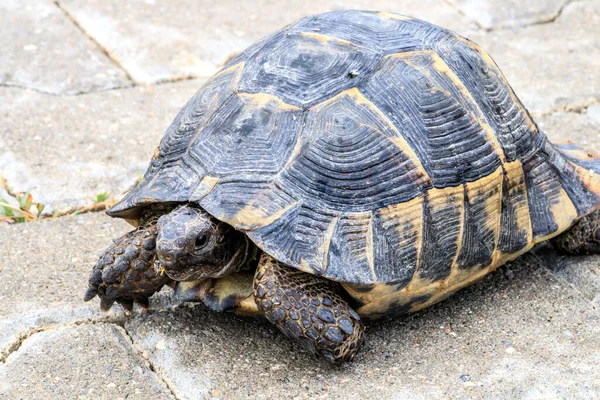 Sköldpaddsreptil Djurödla — Stockfoto