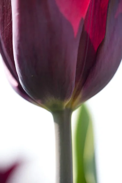 Blick Auf Schöne Frühlingsblumen — Stockfoto