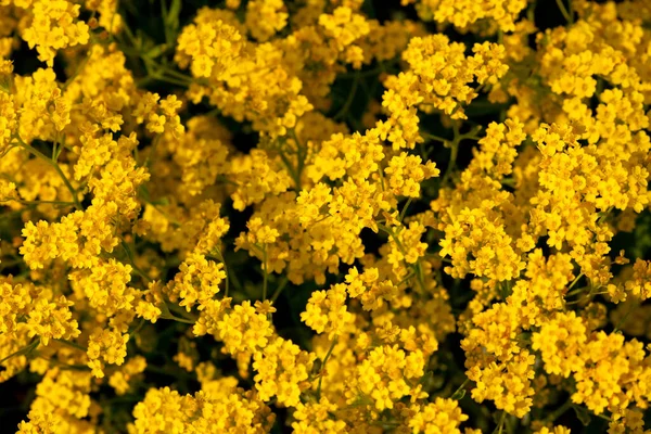 Bunte Blumen Die Freien Wachsen — Stockfoto