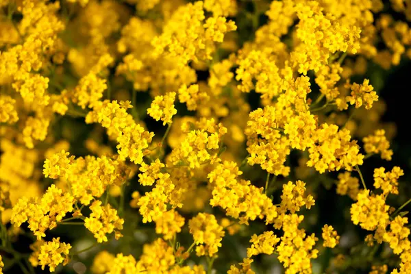 Bunte Blumen Die Freien Wachsen — Stockfoto