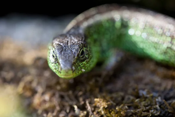 生息地のトカゲや野生生物の概念を — ストック写真