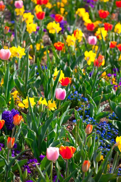 Bunte Blumen Die Freien Wachsen — Stockfoto