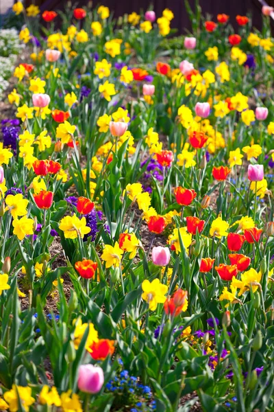 Bunte Blumen Die Freien Wachsen — Stockfoto