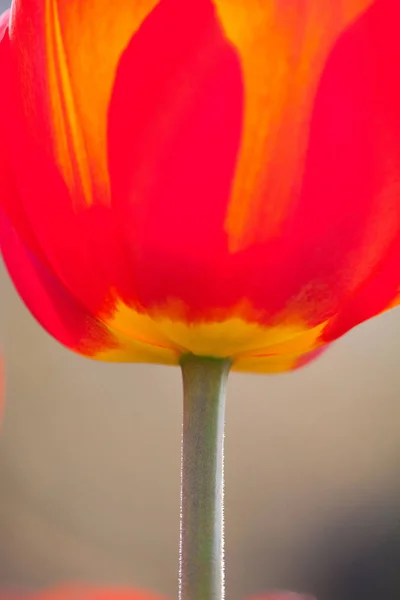 Fleurs Colorées Poussant Extérieur — Photo