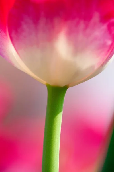 Fleurs Colorées Poussant Extérieur — Photo