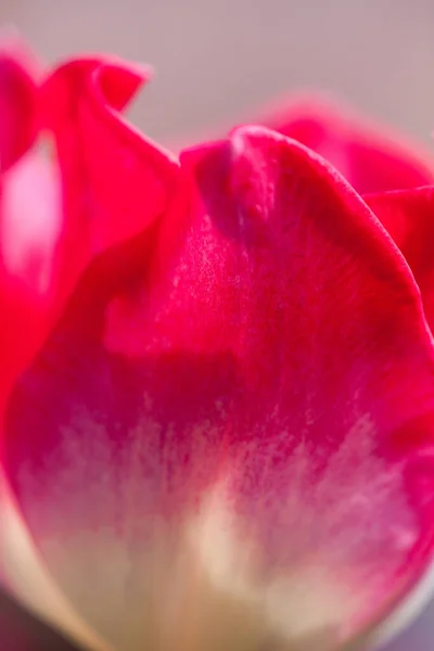 Fleurs Colorées Poussant Extérieur — Photo