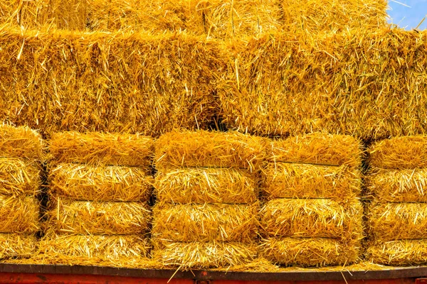 Сінозбиральний Комбайн Тюками Пшеничному Полі — стокове фото