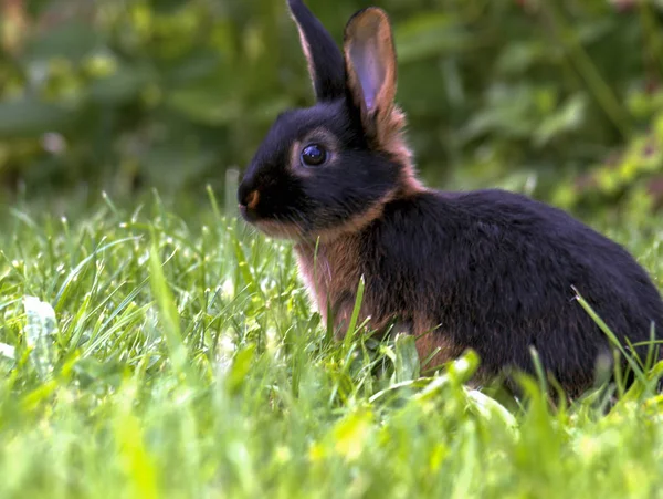 Breed Rabbit Schwarzloh Garden — Stock Photo, Image