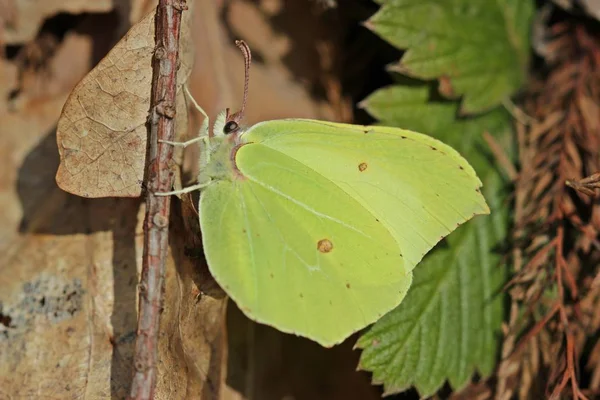 Borboleta Limão Macho Gonepteryx Rhamni Primavera — Fotografia de Stock