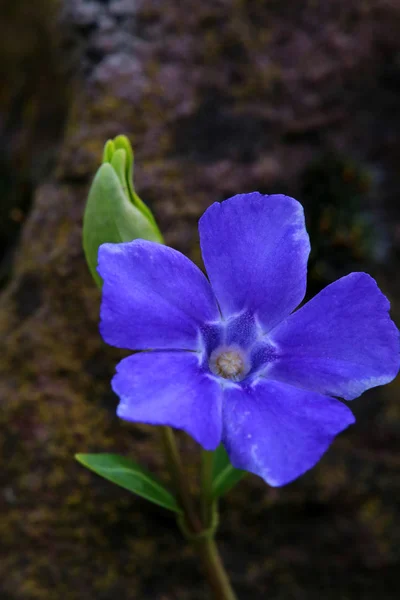 Flor Pequeno Evergreen Vinca Menor — Fotografia de Stock