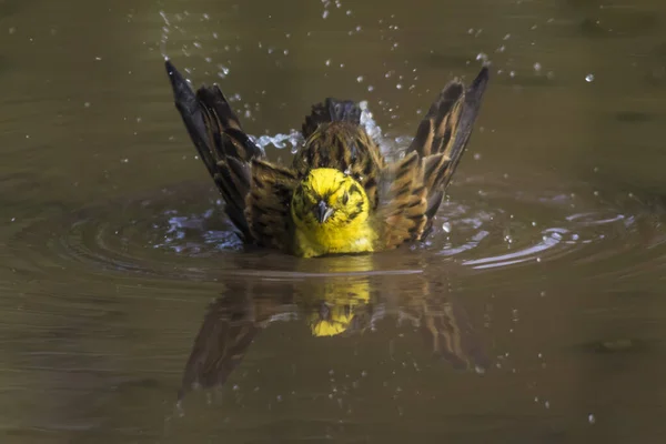 Chantant Yellowhammer Oiseau Dans Nature — Photo