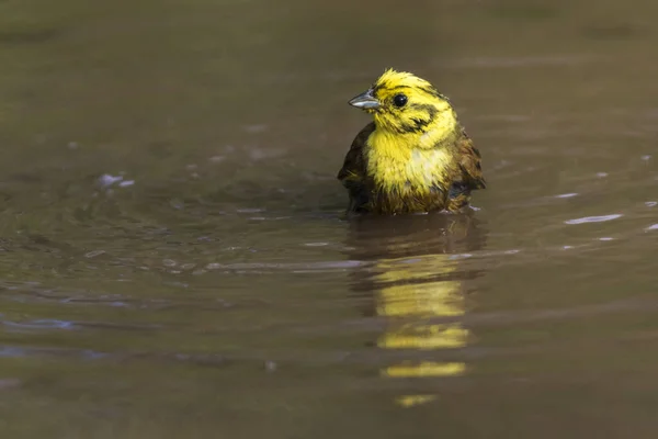 Cantando Yellowhammer Pájaro Ennaturaleza —  Fotos de Stock