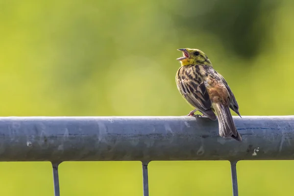 Śpiew Yellowhammer Ptak Wprzyrodzie — Zdjęcie stockowe