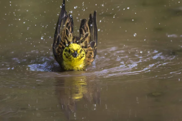 Cantando Yellowhammer Pájaro Ennaturaleza —  Fotos de Stock