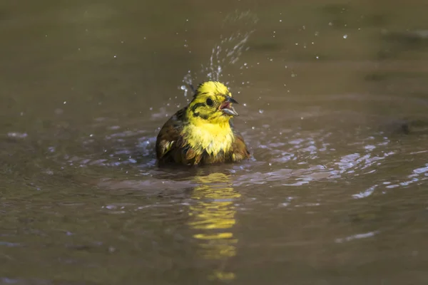 Cantando Yellowhammer Pájaro Ennaturaleza —  Fotos de Stock