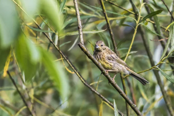 Пение Птиц Йеллоухаммера Природе — стоковое фото